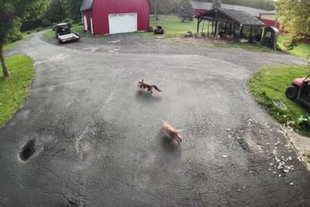 農場で暮らす勇敢なネコ、ニワトリを奪おうとするキツネを撃退