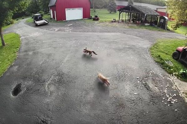 農場で暮らす勇敢なネコ、ニワトリを奪おうとするキツネを撃退