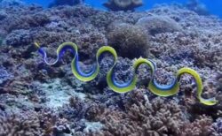 インドネシアの海で、美しいリボンウナギを撮影