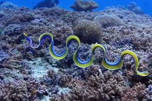 インドネシアの海で、美しいリボンウナギを撮影