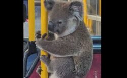 オーストラリアのバスにコアラ、無事に保護され、自然に戻される