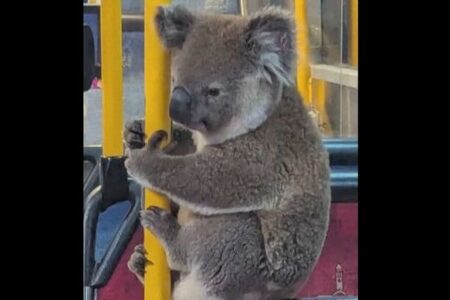 オーストラリアのバスにコアラ、無事に保護され、自然に戻される