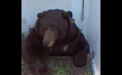 住宅の床下から巨大なクマが這い出てきた！住民もびっくり【動画】