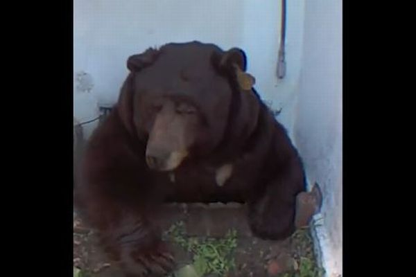 住宅の床下から巨大なクマが這い出てきた！住民もびっくり【動画】