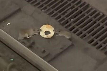 「このベーグルは俺のだ！」NYの地下鉄でネズミたちが引っ張り合う【動画】