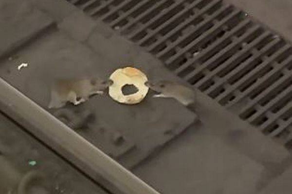 「このベーグルは俺のだ！」NYの地下鉄でネズミたちが引っ張り合う【動画】