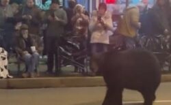 クリスマス・パレードの会場にクマが出現、人々の前で道路をウロウロ【動画】