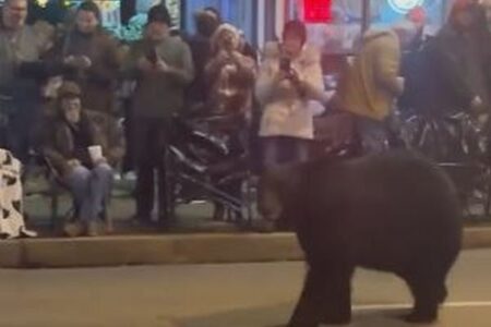 クリスマス・パレードの会場にクマが出現、人々の前で道路をウロウロ【動画】