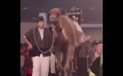 教会のイベントでラクダが、通路のそばにいた女性を蹴る【動画】