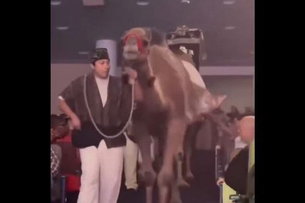 教会のイベントでラクダが、通路のそばにいた女性を蹴る【動画】