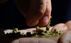 トランプ大統領、大麻を危険の少ない薬物に分類