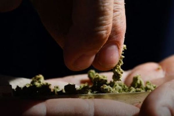 トランプ大統領、大麻を危険の少ない薬物に分類