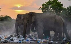 野生のゾウを生きたまま燃やそうとして殺害、3人の男を逮捕【スリランカ】
