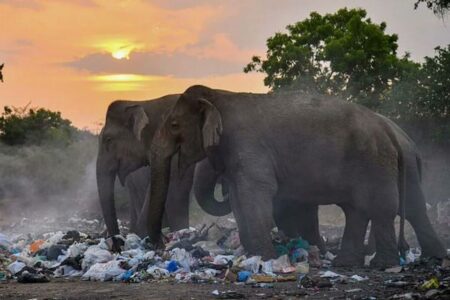 野生のゾウを生きたまま燃やそうとして殺害、3人の男を逮捕【スリランカ】