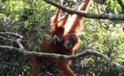 インドネシアの豪雨災害で、稀少なオランウータンが大量死した可能性