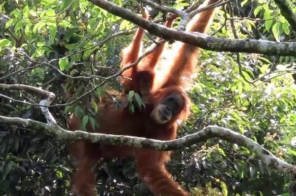 インドネシアの豪雨災害で、稀少なオランウータンが大量死した可能性