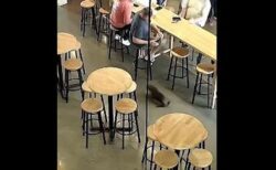 NZのバーに子供のオットセイが迷い込み、店のオーナーもびっくり【動画】