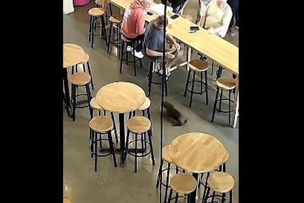 NZのバーに子供のオットセイが迷い込み、店のオーナーもびっくり【動画】