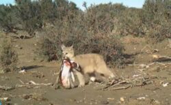 南米のピューマ、新たな獲物としてペンギンを捕食