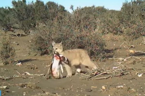 南米のピューマ、新たな獲物としてペンギンを捕食