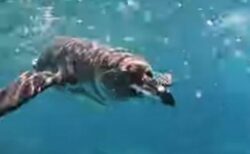 ガラパゴスペンギン、ダイバーに執拗に絡む【動画】