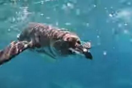 ガラパゴスペンギン、ダイバーに執拗に絡む【動画】