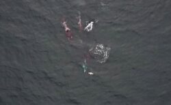 カナダの沖合でシャチがイルカと緊密に協力して、サケを捕食