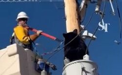 電柱に登ったクマ、作業員が感電の危険から救助