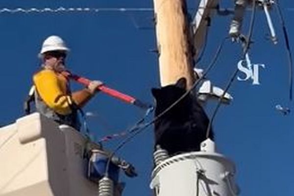 電柱に登ったクマ、作業員が感電の危険から救助