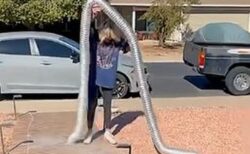 乾燥機の排気口から、意外な動物が飛び出てきた！【動画】