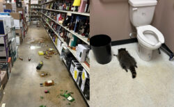 酒屋に侵入したアライグマ、飲み過ぎてトイレで気絶