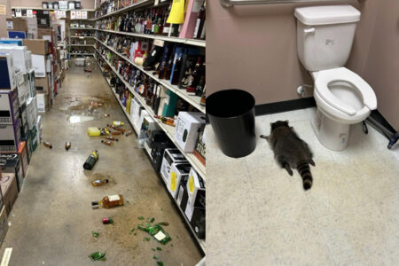 酒屋に侵入したアライグマ、飲み過ぎてトイレで倒れる