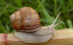 フランスでエスカルゴ1500万円分が盗まれる、ミシュランレストランで出される高級品