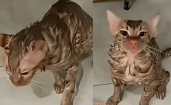 動く洗濯機に10分閉じ込められたネコ、見事に生き延びる