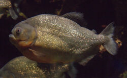 ブラジルで2才の女児が、ピラニアに襲われて死亡