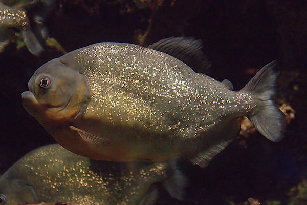 ブラジルで2才の女児が、ピラニアに襲われて死亡