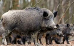 スペインで発生したアフリカ豚熱、研究所からウイルスが漏れた可能性