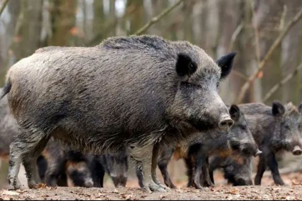 スペインで発生したアフリカ豚熱、研究所からウイルスが漏れた可能性