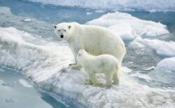 温暖化に適応するため、ホッキョクグマの遺伝子が変化している可能性