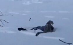 中国でスキー客の女性がユキヒョウに襲われ、顔が血まみれに【動画】