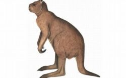 古代のオーストラリアに生息していた巨大なカンガルー、跳躍していた可能性