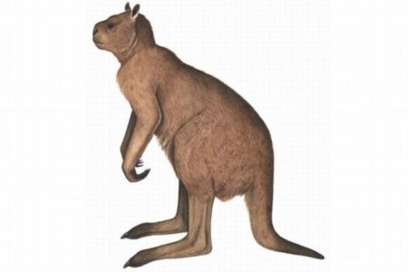 古代のオーストラリアに生息していた巨大なカンガルー、跳躍していた可能性