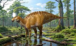 ニューメキシコ州で発見された化石、新たなカモノハシ恐竜と特定