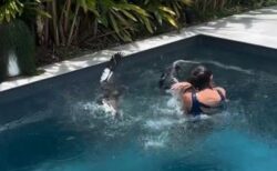 プールでカモの子供を助けようとした女性、逆に親鳥から攻撃される【動画】