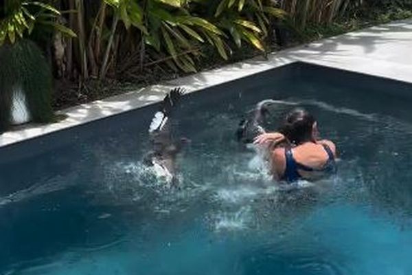 プールでカモの子供を助けようとした女性、逆に親鳥から攻撃される【動画】