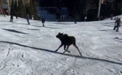 スキー場に野生のヘラジカが出現、スキーヤーの間を抜け、走っていく【動画】