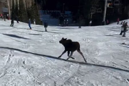 スキー場に野生のヘラジカが出現、スキーヤーの間を抜け、走っていく【動画】
