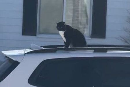 不動産業者の車の屋根で眠ったニャンコ、飼い主の元へ運ばれる
