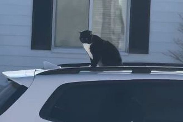 不動産業者の車の屋根で眠ったニャンコ、飼い主の元へ運ばれる