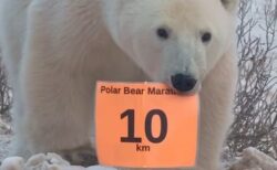 ホッキョクグマがマラソン大会の標識をくわえ、去っていく【動画】